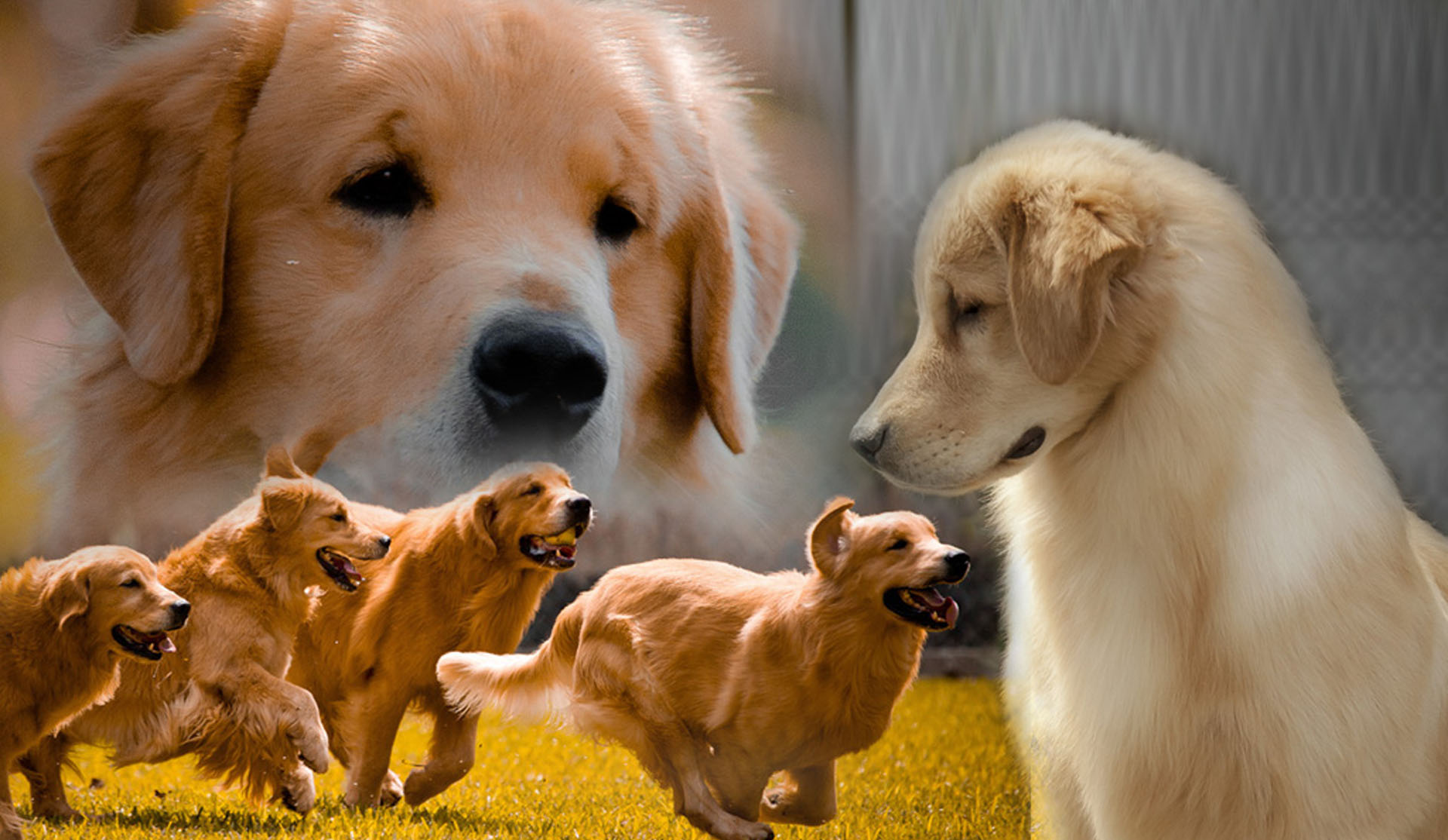 golden retriever loss of appetite canil golden retriever em cotia photo golden retriever loss of appetite canil golden retriever em cotia photo